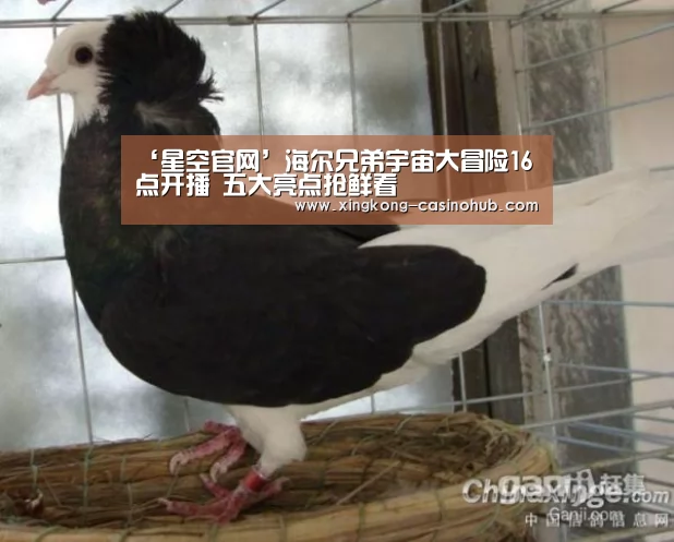 ‘星空官网’海尔兄弟宇宙大冒险16点开播 五大亮点抢鲜看
